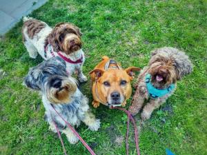 Schnauzern Morgan, doodlen Ludde, staffen Alvin och lagotton Milton i gröna gräset i polisparken, Kungsholmen. 