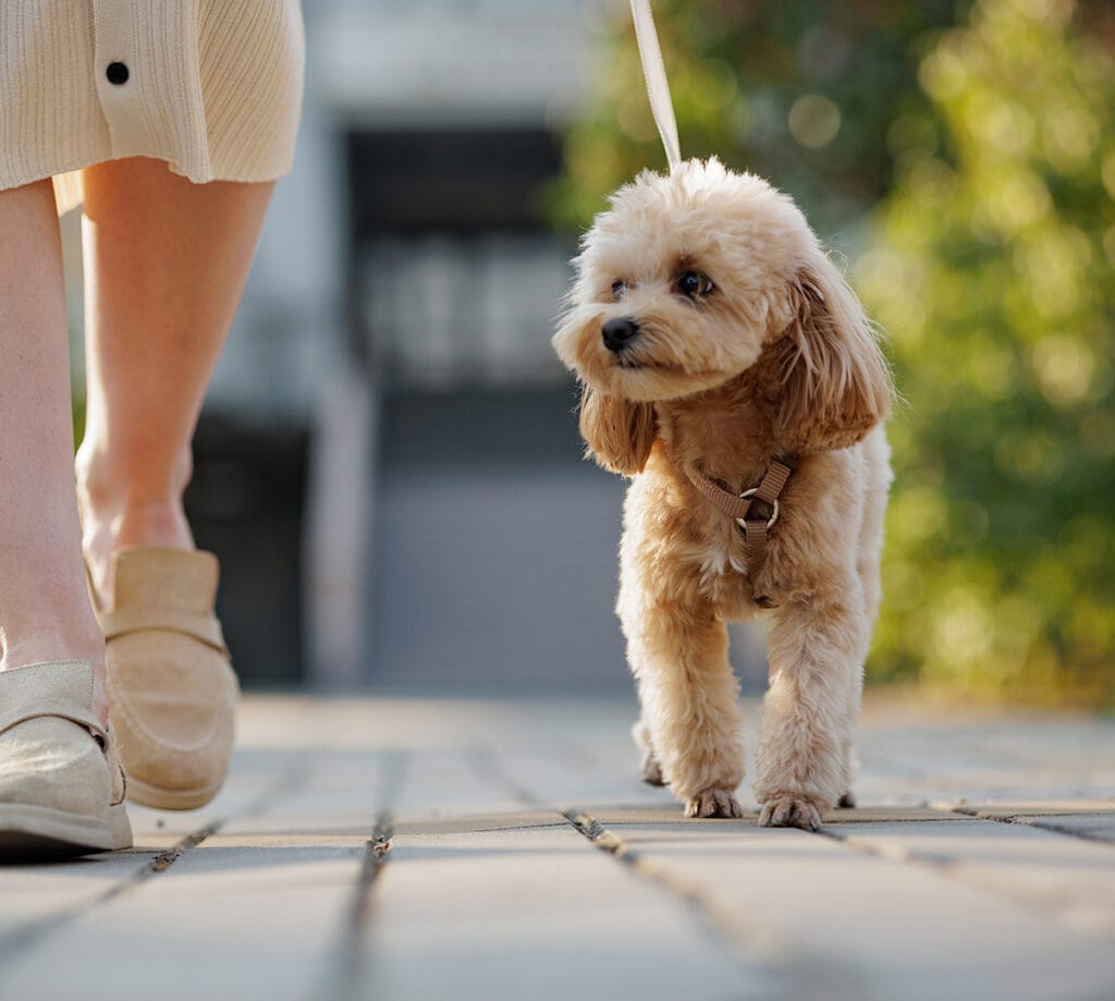 Vi rastar din hund i Kungsholmen och i Stockholm.