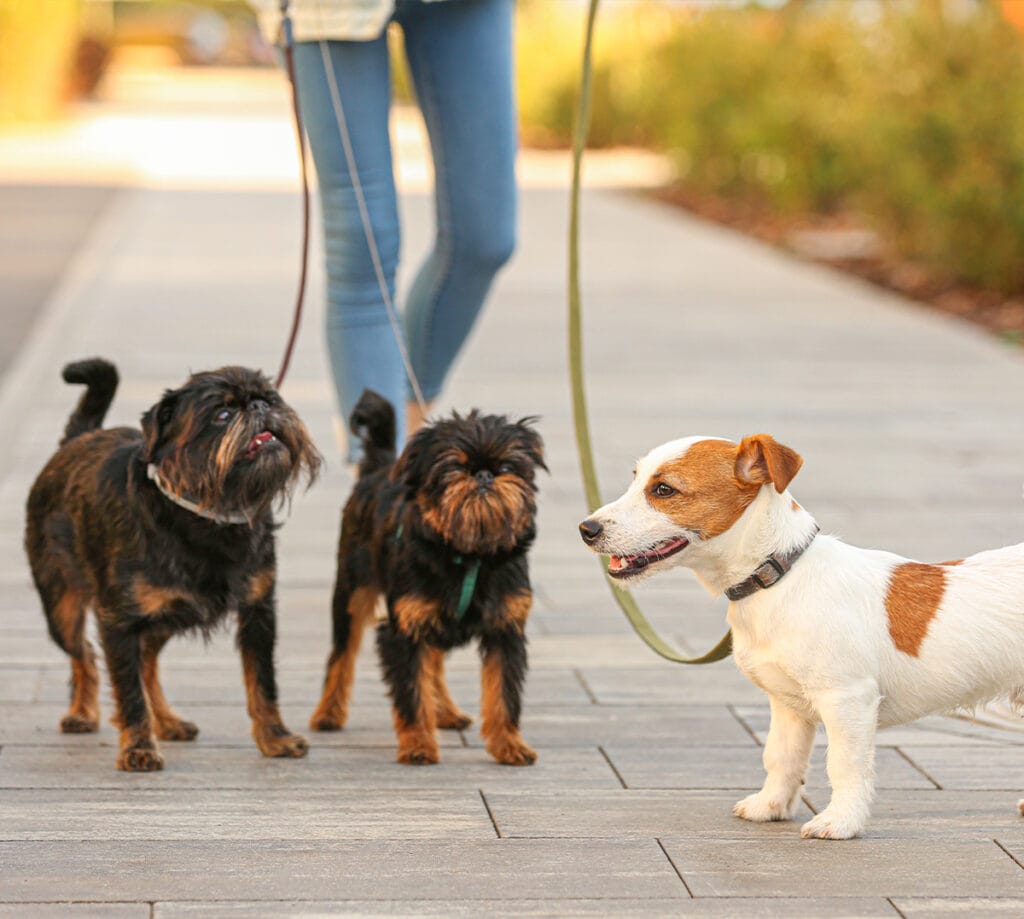 Trygga hundpromenader på Kungsholmen, Stockholm som hunden trivs med